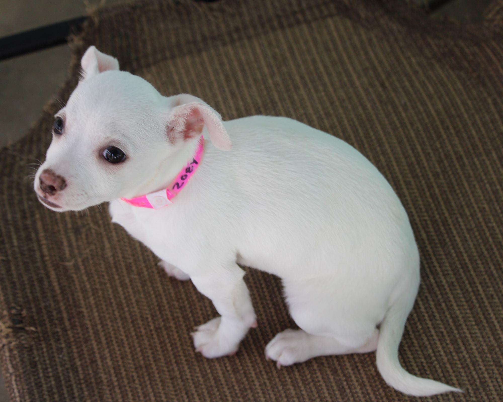 BABY ZOEY , a ADOPTABLE mixed breed in Fresno, CA image 2/5