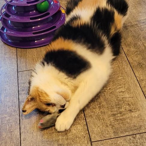 NALA, a Adoptable Calico in Escalon, CA image 2/6