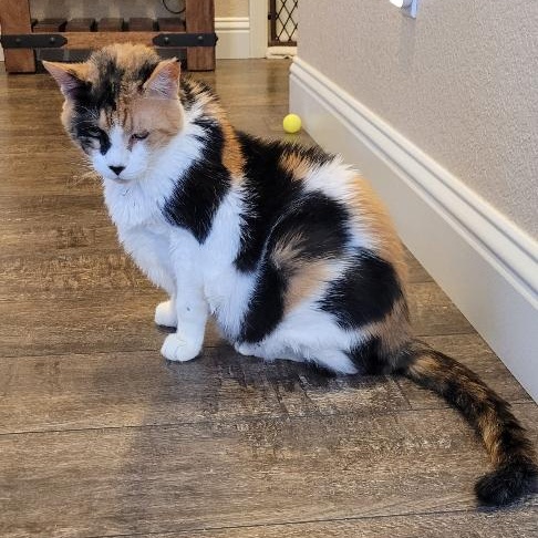 NALA, Adoptable, Adult Female Calico.