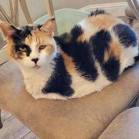 NALA, a Adoptable Calico in Escalon, CA image 6/6