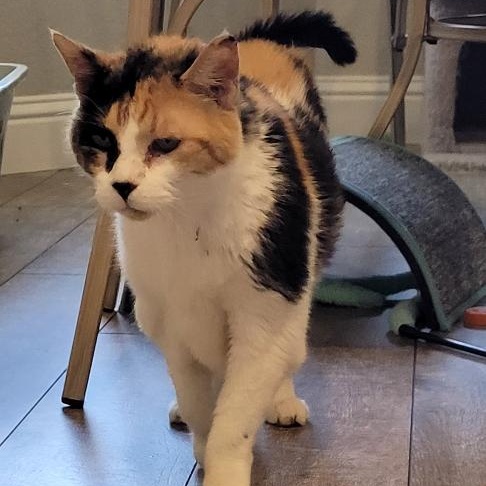 NALA, a Adoptable Calico in Escalon, CA image 3/6