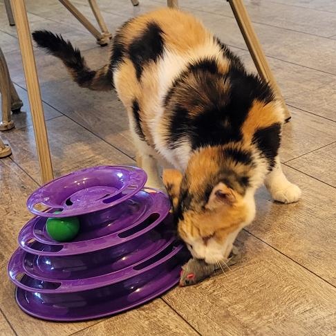 NALA, a Adoptable Calico in Escalon, CA image 4/6