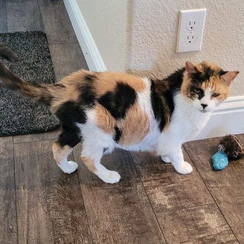 NALA, a Adoptable Calico in Escalon, CA image 5/6