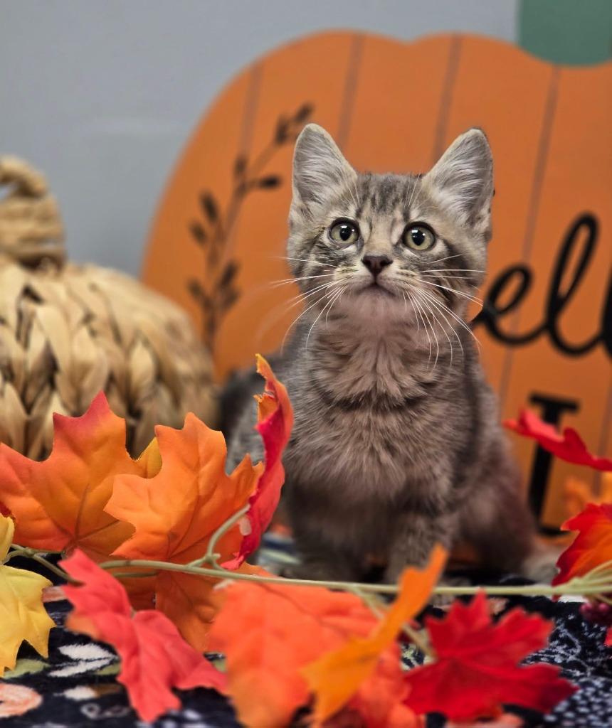 Enlarge Tripp, a Adoptable mixed breed in Effingham, IL image 1/1
