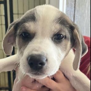 Elena, Adoptable, Puppy Female Great Pyrenees & Shepherd.