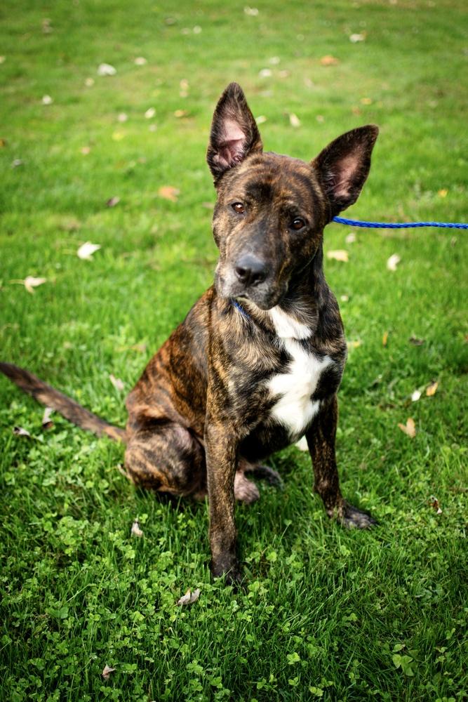 Enlarge Briggs, a Adoptable mixed breed in Frankfort, NY image 1/3