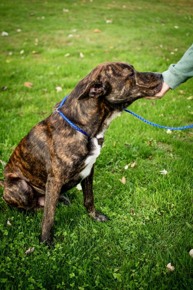 Enlarge Briggs, a Adoptable mixed breed in Frankfort, NY image 2/3