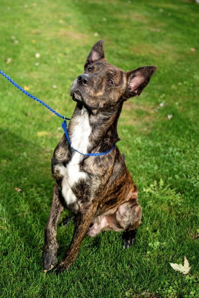 Enlarge Briggs, a Adoptable mixed breed in Frankfort, NY image 3/3