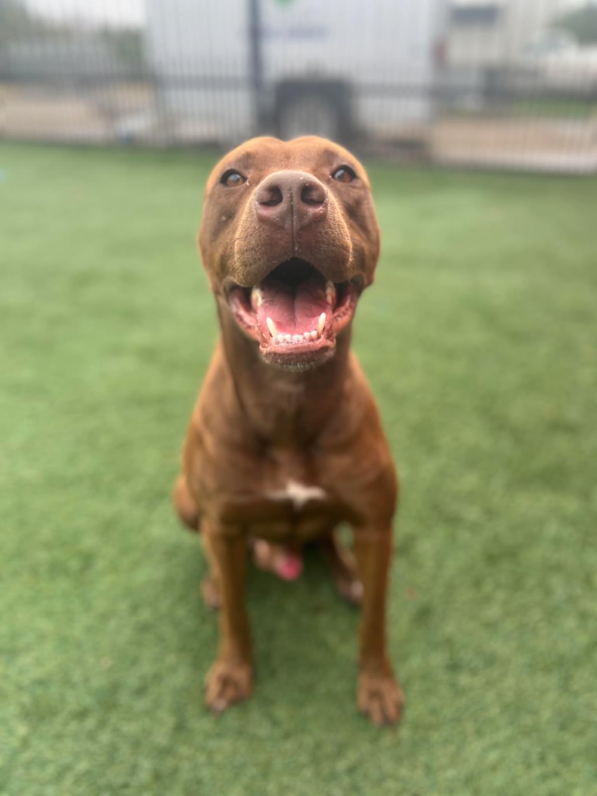 Chevy, a Adoptable Pit Bull Terrier in Rockwall, TX image 2/3