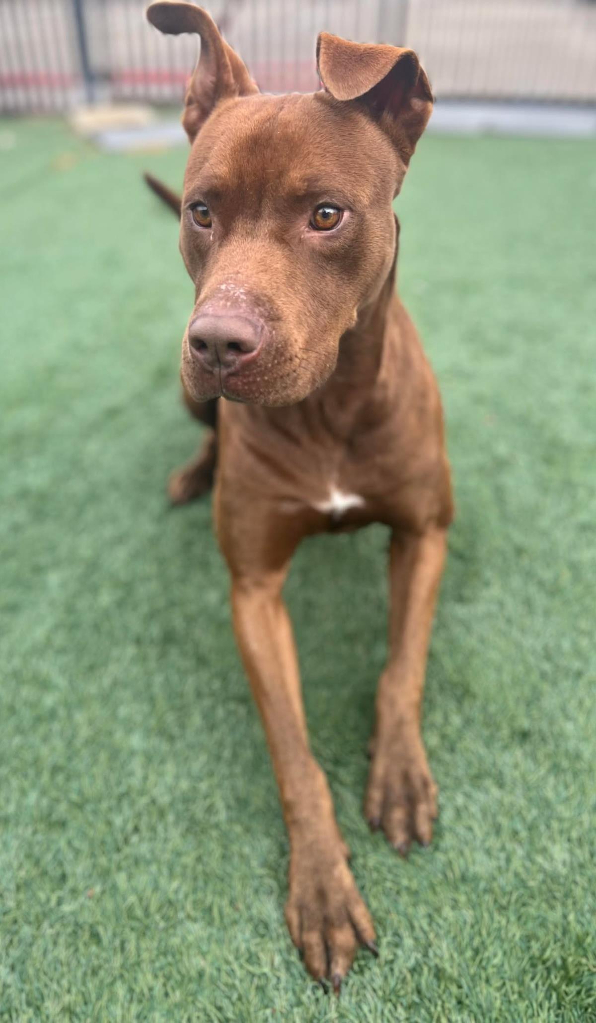 Chevy, a Adoptable Pit Bull Terrier in Rockwall, TX image 3/3