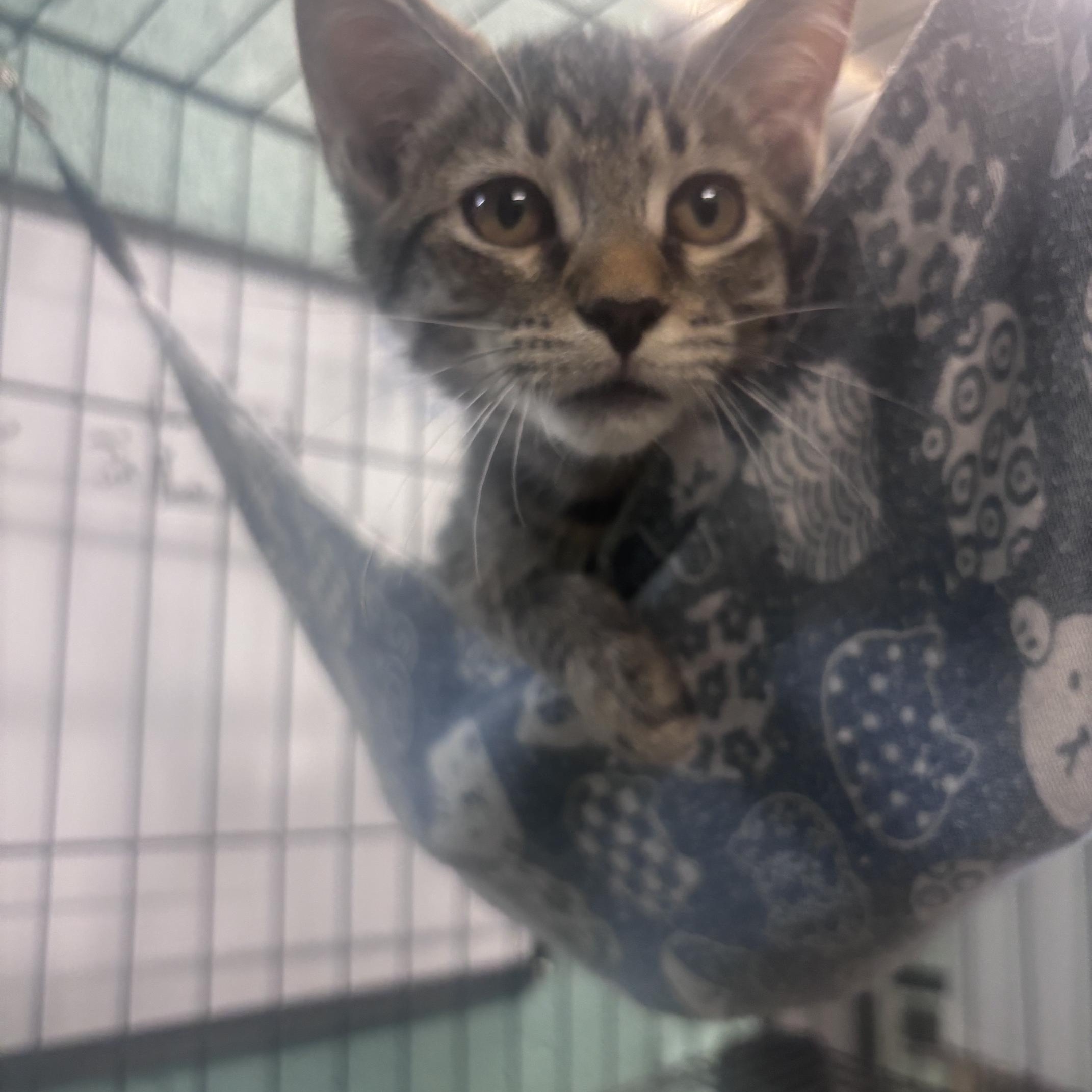 Enlarge Gunner, an adopted Domestic Short Hair in Marion, NC image 4/4