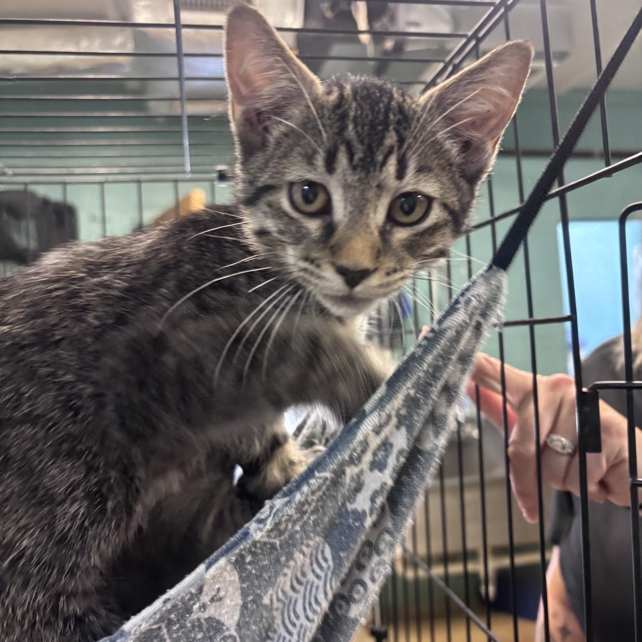 Enlarge Gunner, an adopted Domestic Short Hair in Marion, NC image 2/4