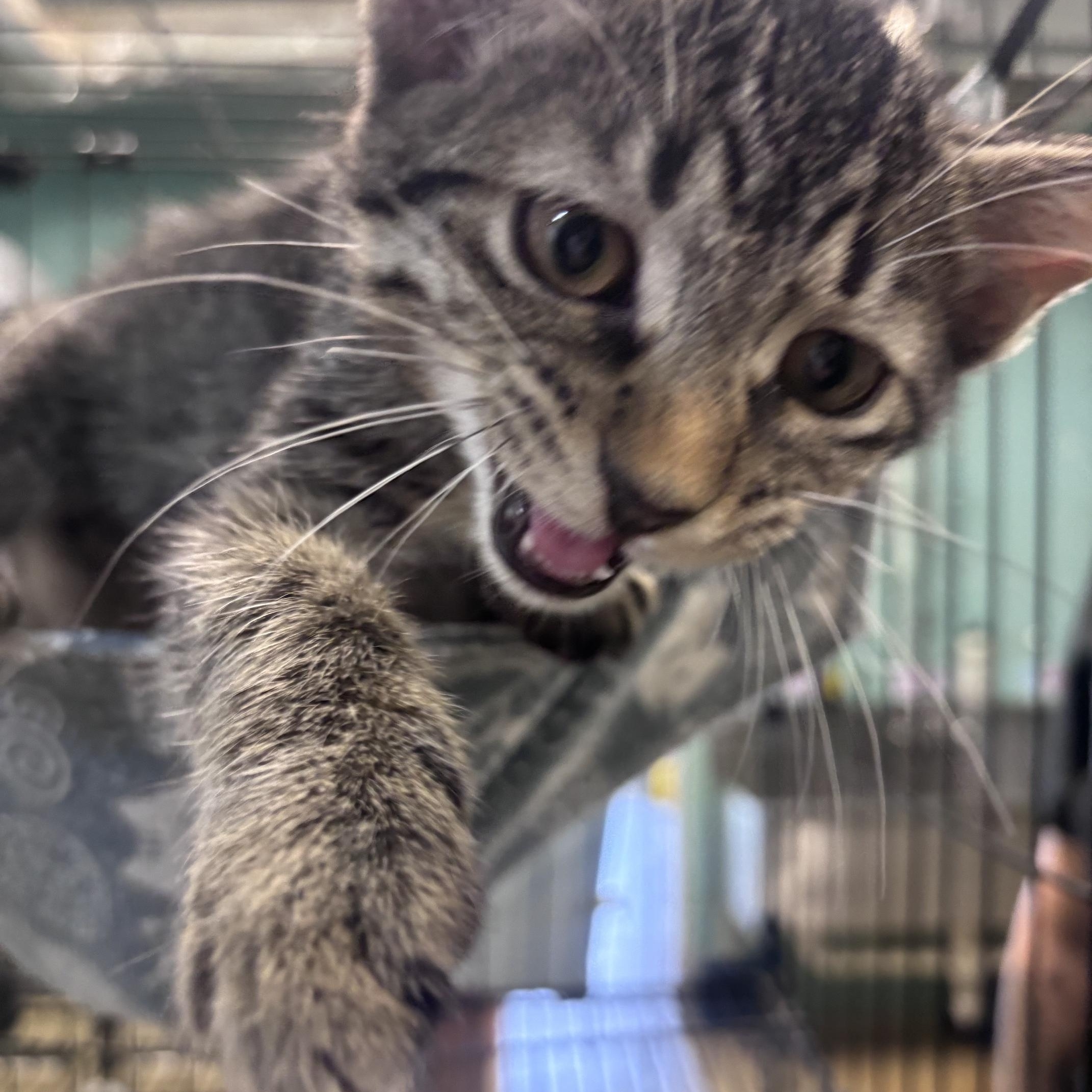 Enlarge Gunner, an adopted Domestic Short Hair in Marion, NC image 3/4