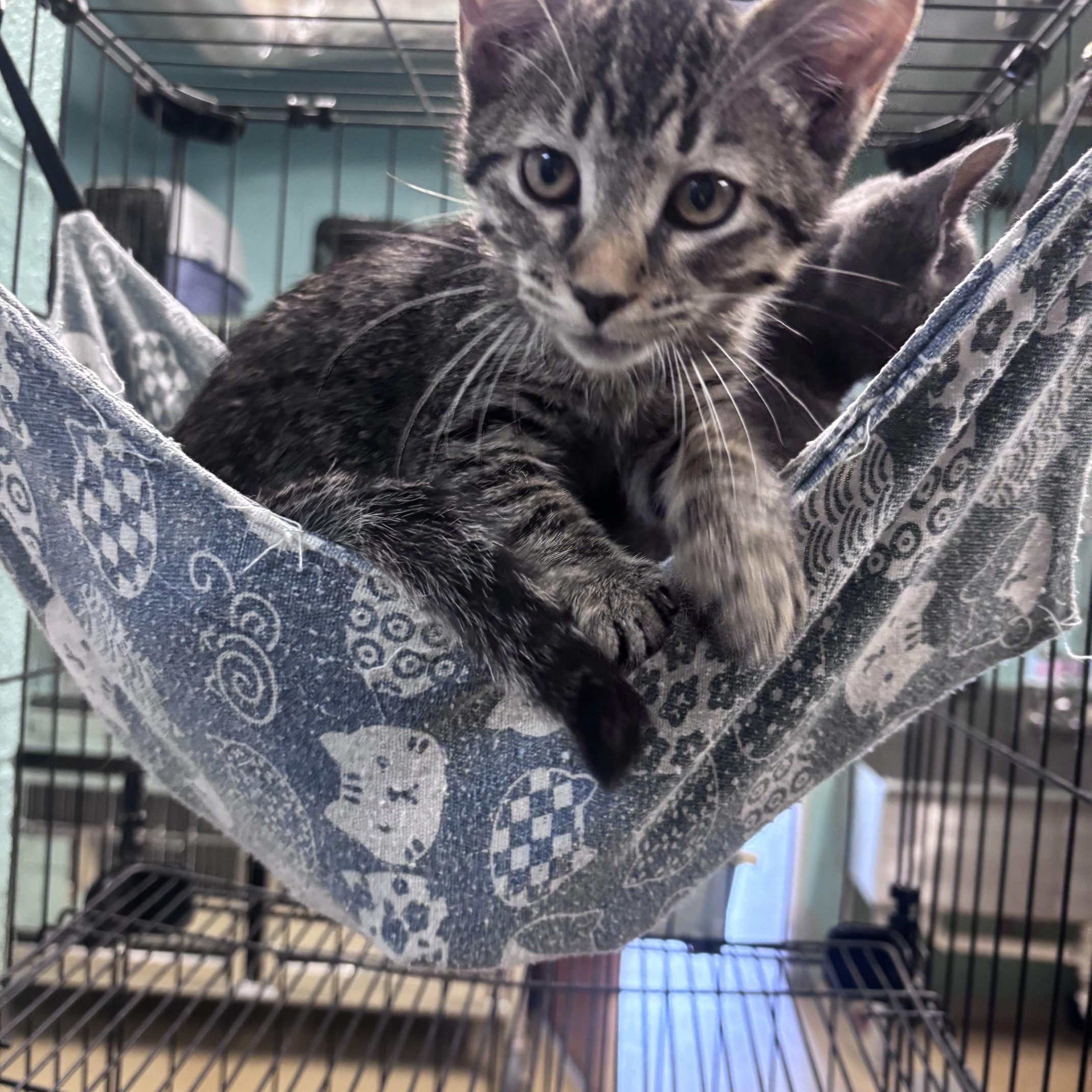 Gunner, adopted, Kitten Male Domestic Short Hair.