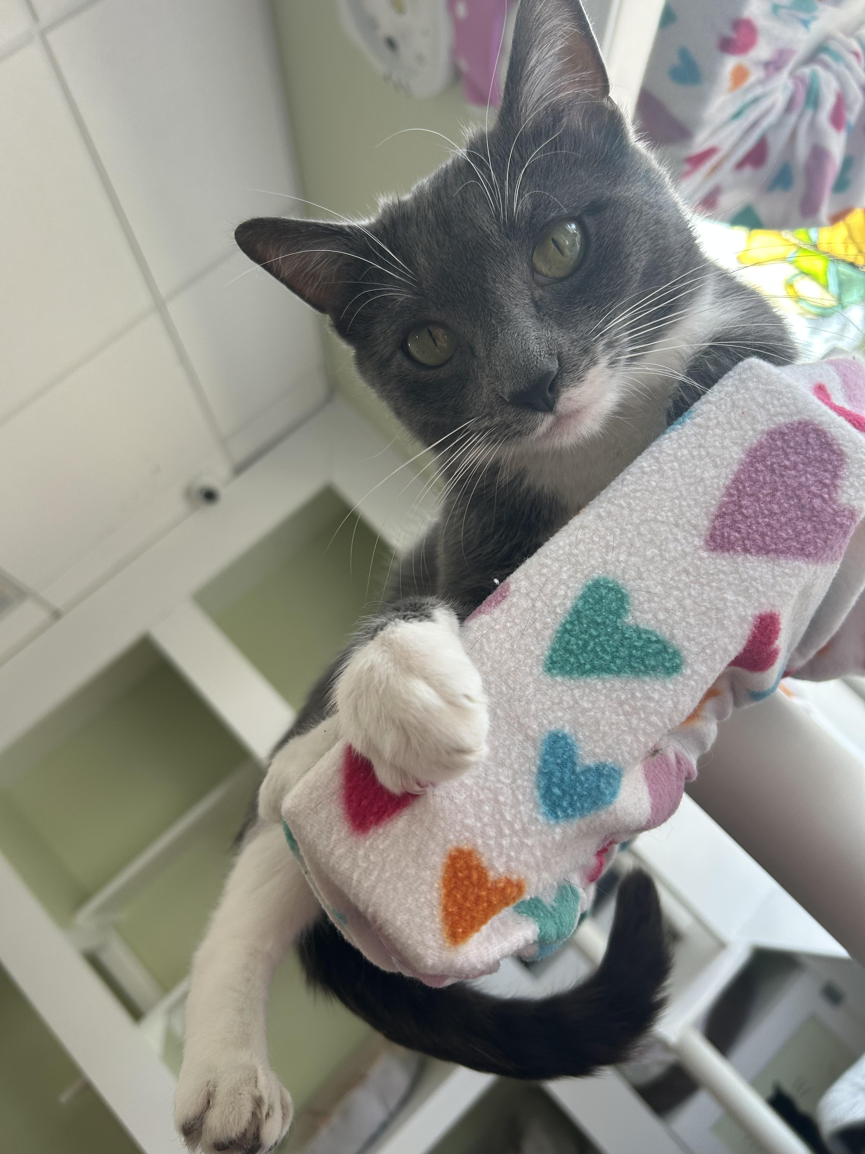 Enlarge Presley, a Adoptable Domestic Short Hair in Cape May, NJ image 1/2