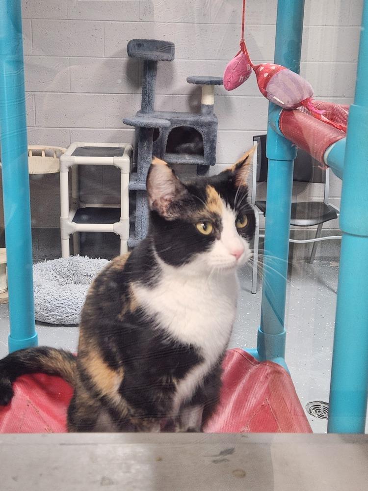 Enlarge ROSEMARY, a Adoptable mixed breed in Lexington, TN image 1/3