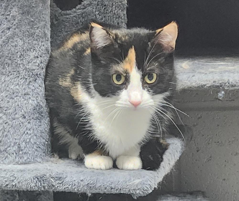 Enlarge ROSEMARY, a Adoptable mixed breed in Lexington, TN image 2/3