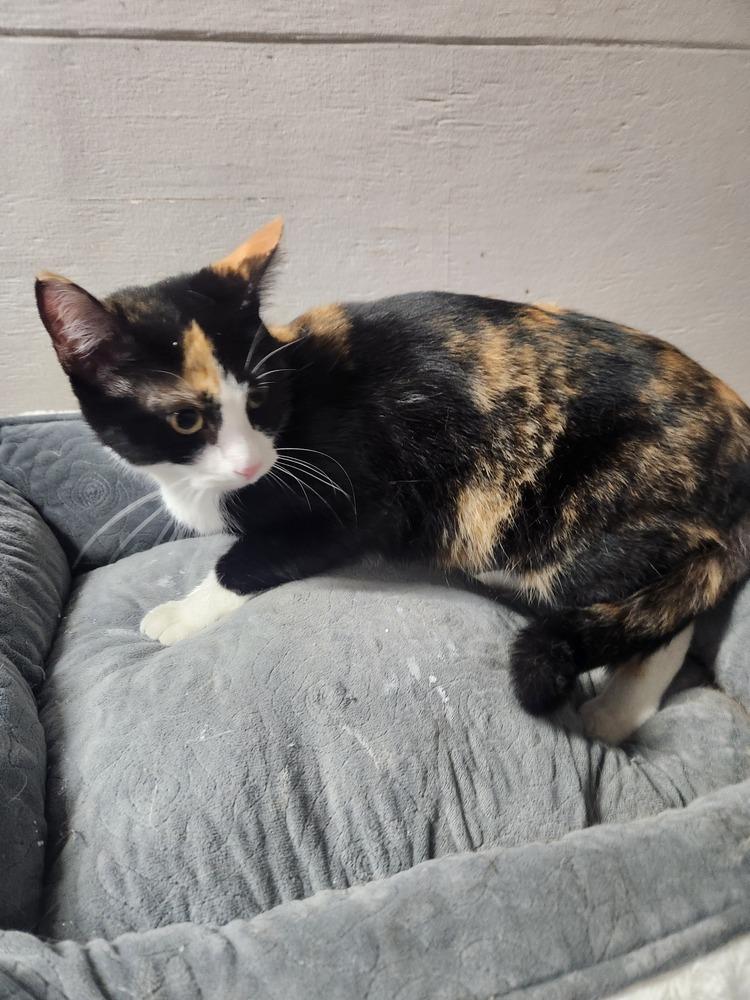 Enlarge ROSEMARY, a Adoptable mixed breed in Lexington, TN image 3/3