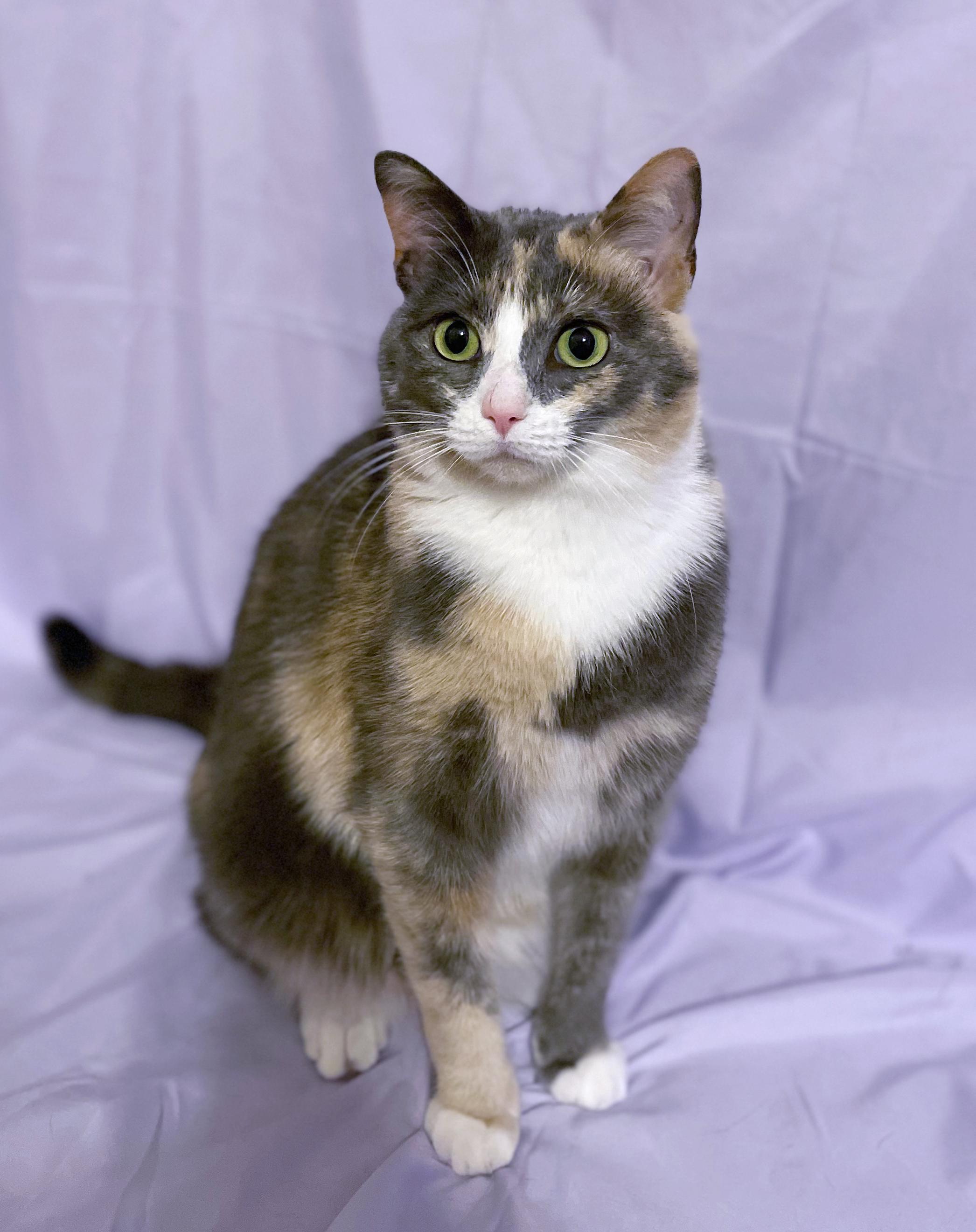 Sky, ADOPTABLE, Young Female Domestic Short Hair.