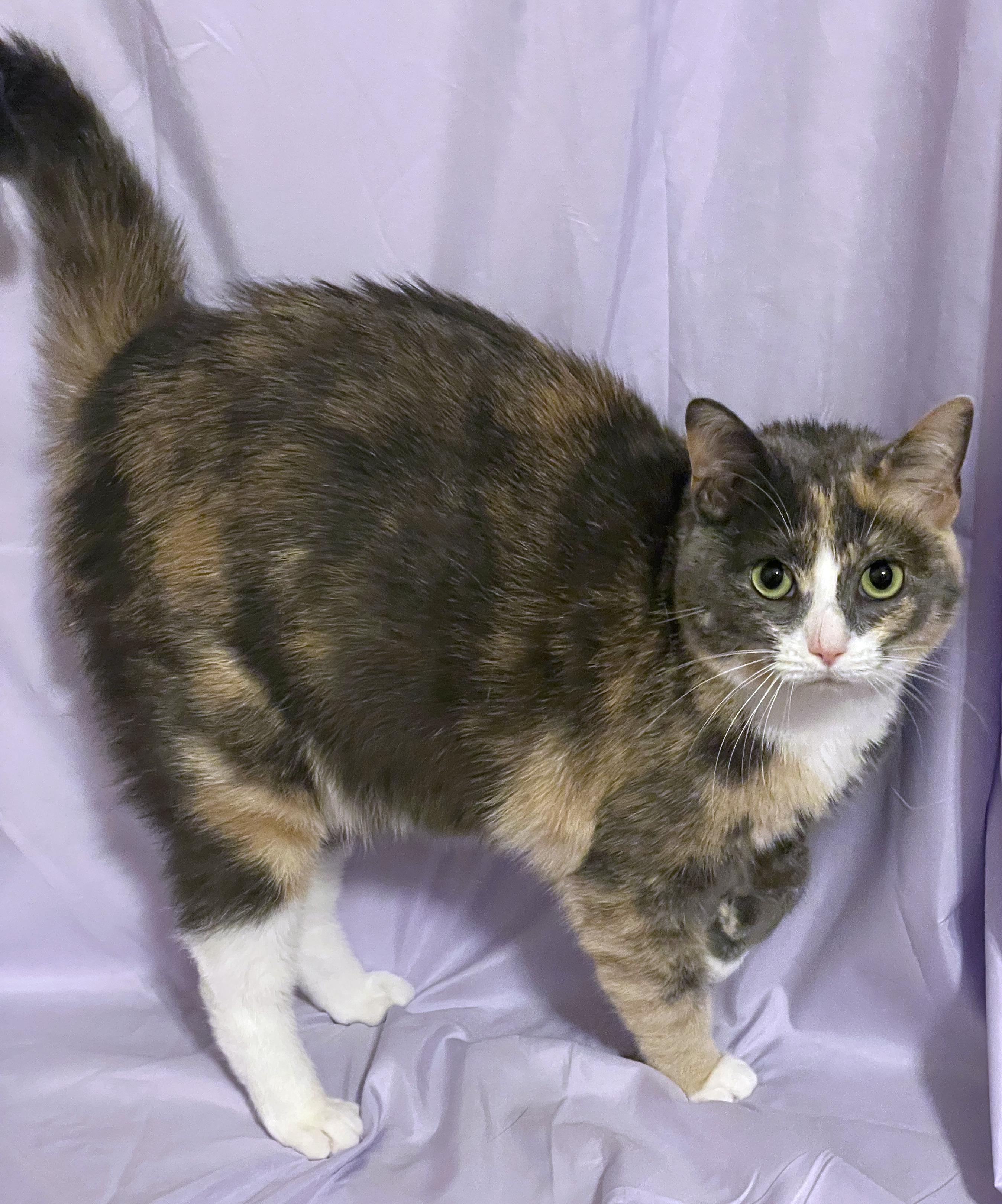 Enlarge Sky, a ADOPTABLE mixed breed in Lake Monroe, FL image 4/6