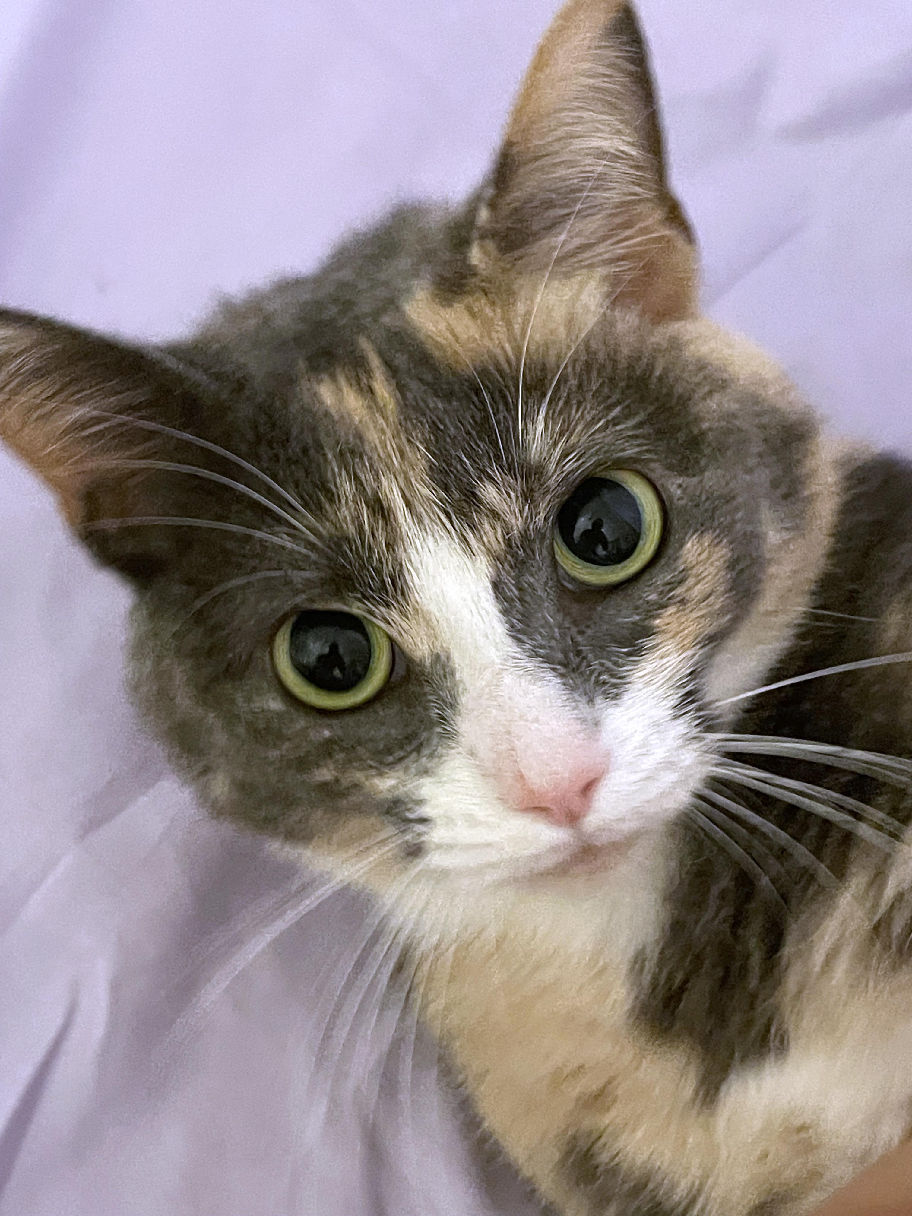 Enlarge Sky, a ADOPTABLE mixed breed in Lake Monroe, FL image 2/6