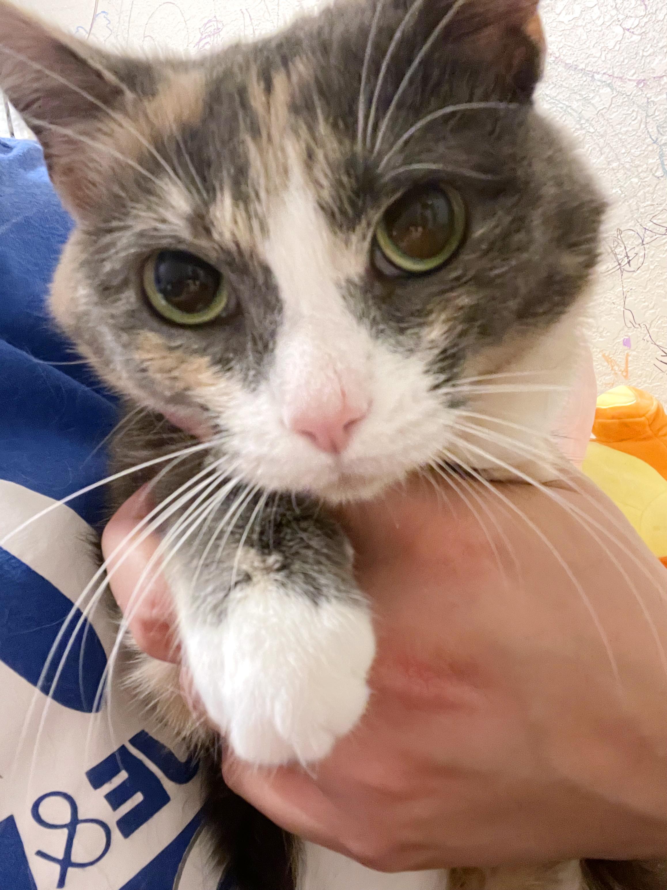 Enlarge Sky, a ADOPTABLE mixed breed in Lake Monroe, FL image 5/6