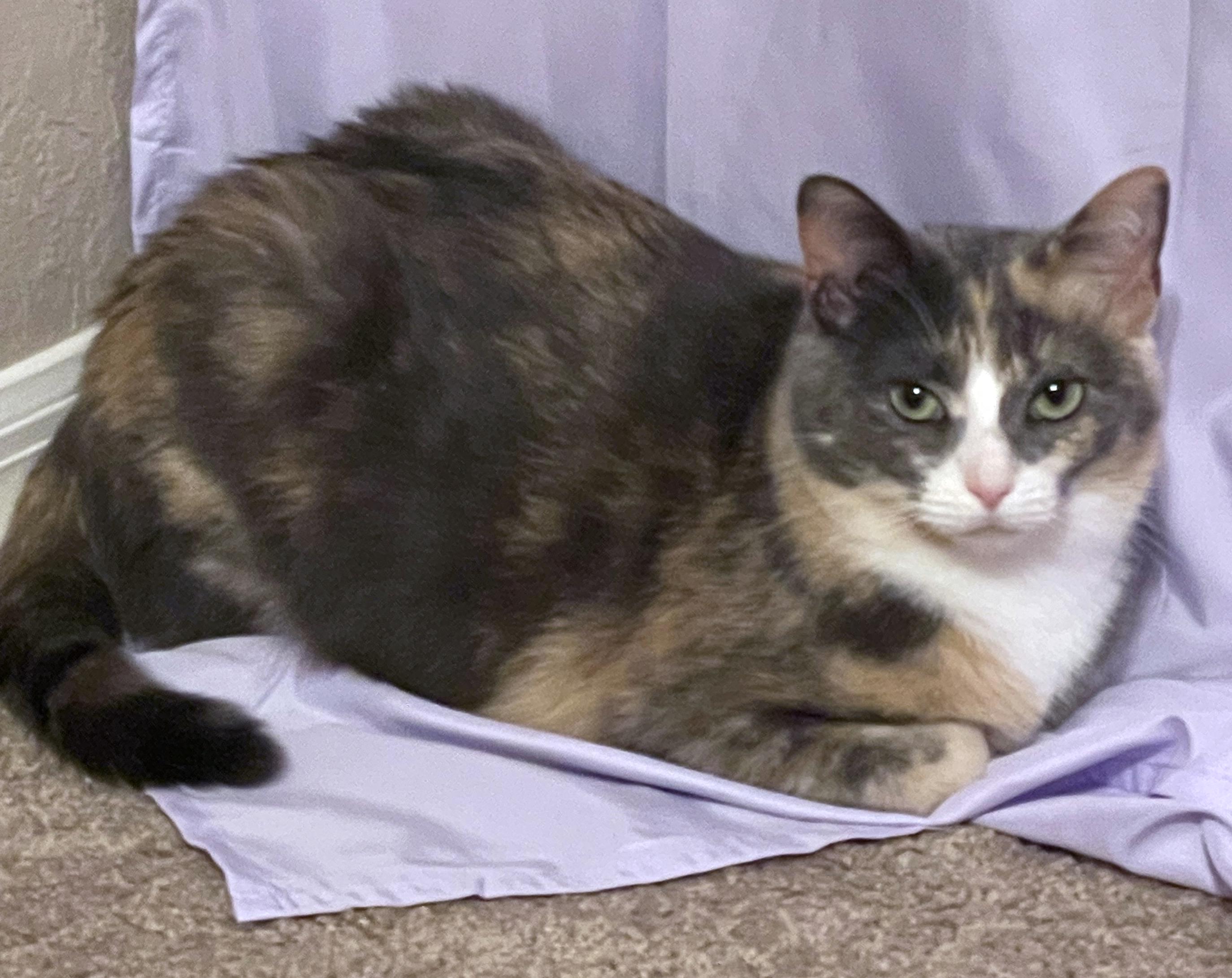 Enlarge Sky, a ADOPTABLE mixed breed in Lake Monroe, FL image 3/6