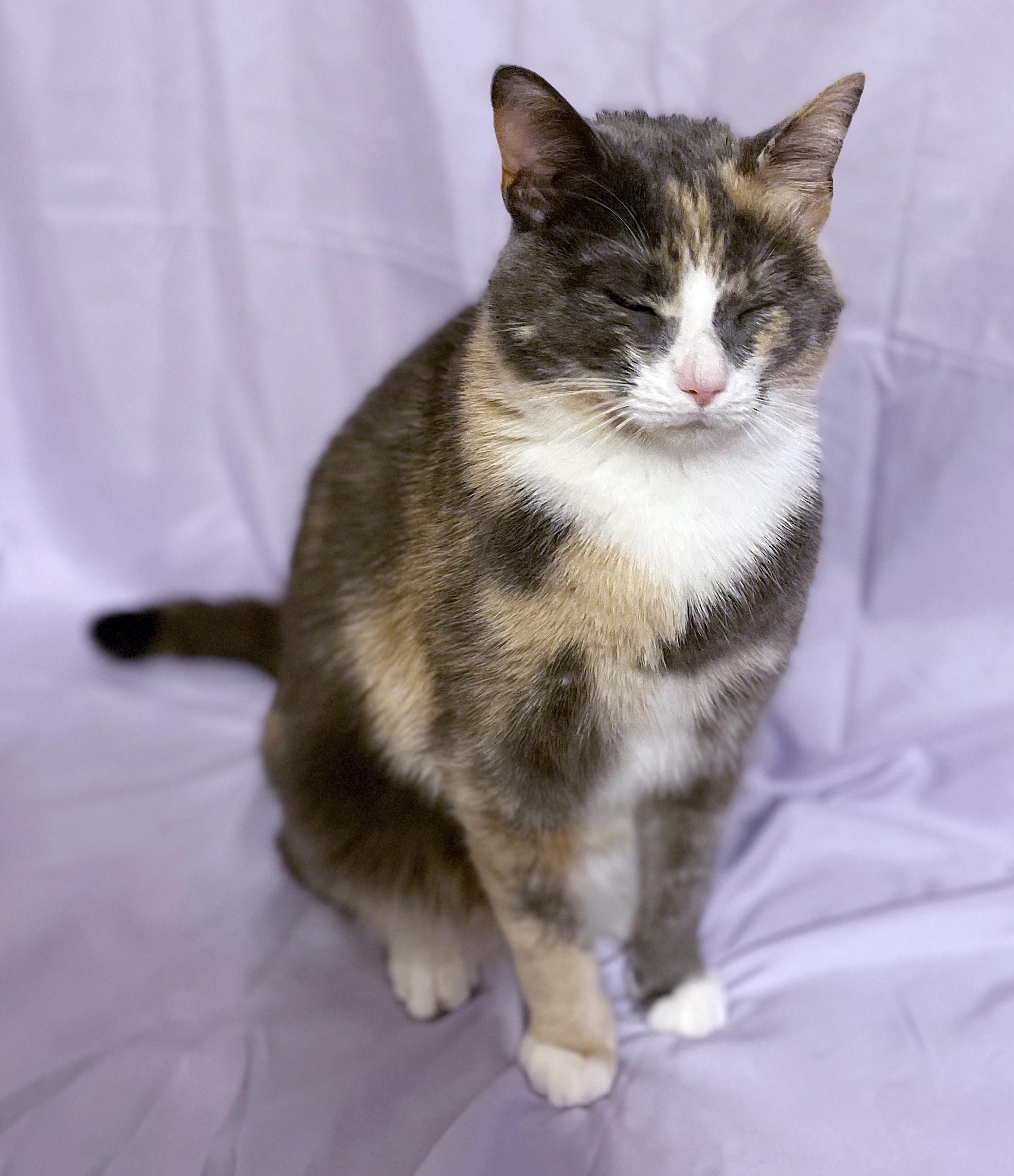 Enlarge Sky, a ADOPTABLE mixed breed in Lake Monroe, FL image 6/6