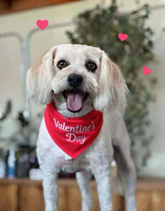 Gunther, Adoptable, Young Male Poodle.