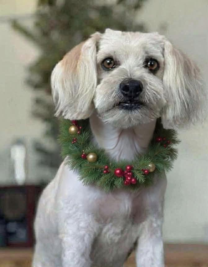 Enlarge Gunther, a Adoptable mixed breed in Tucson, AZ image 1/5