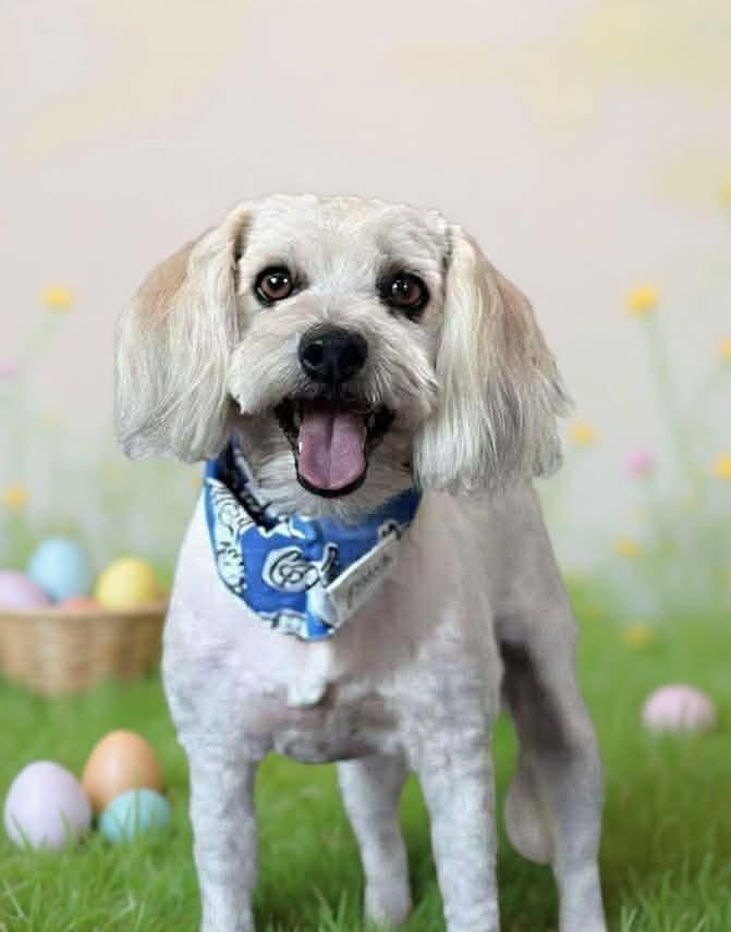 Gunther, Adoptable, Young Male Goldendoodle.