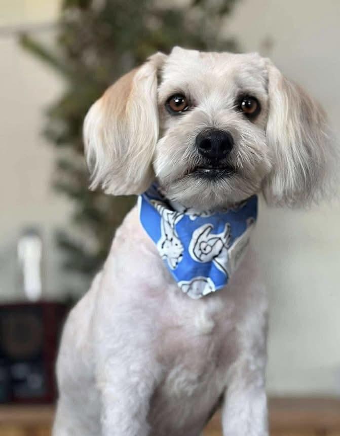 Gunther, Adoptable, Young Male Poodle.