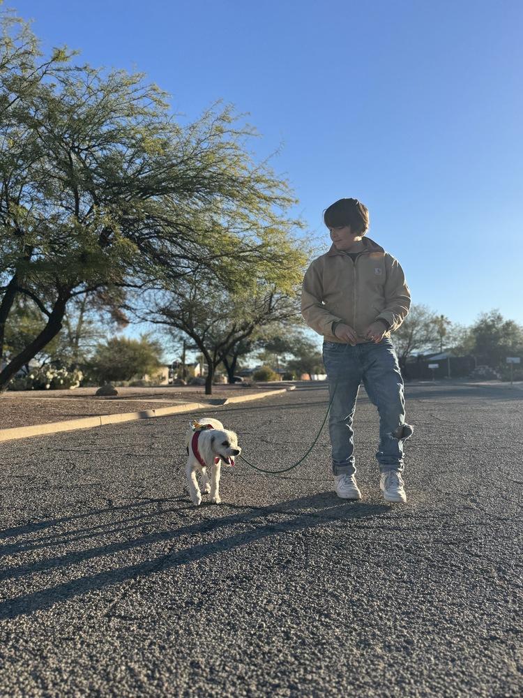Enlarge Gunther, a Adoptable mixed breed in Tucson, AZ image 3/5