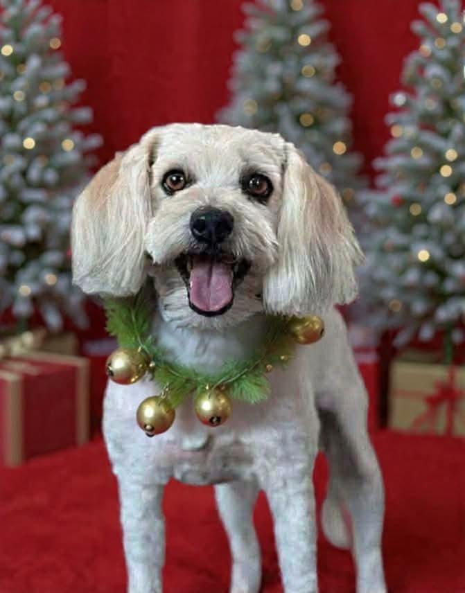 Enlarge Gunther, a Adoptable mixed breed in Tucson, AZ image 5/5