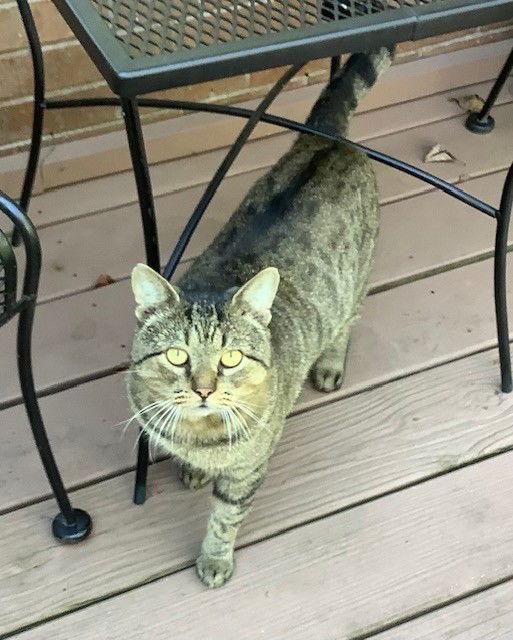 ZCL-C-Thomas, Adoptable, Young Male Tabby.