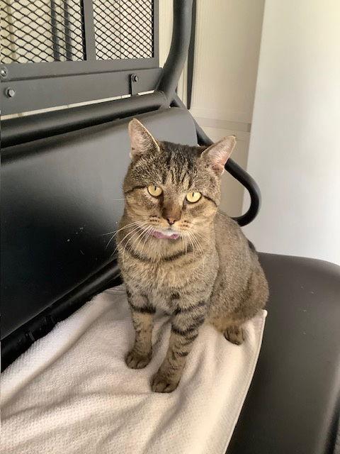 Enlarge ZCL-C-Thomas, a Adoptable Tabby in Horn Lake, MS image 2/2