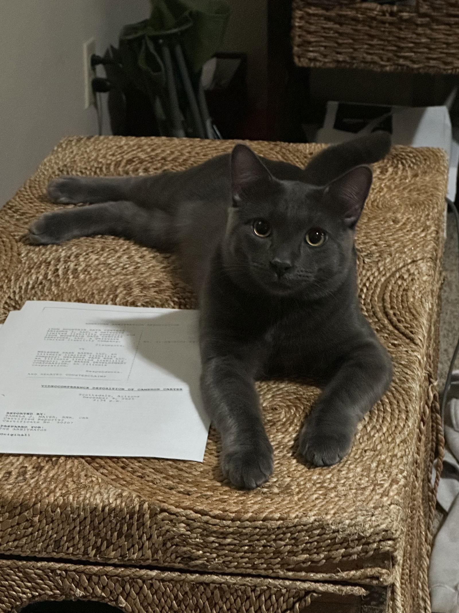 Ivan, Adoptable, Young Male Russian Blue.