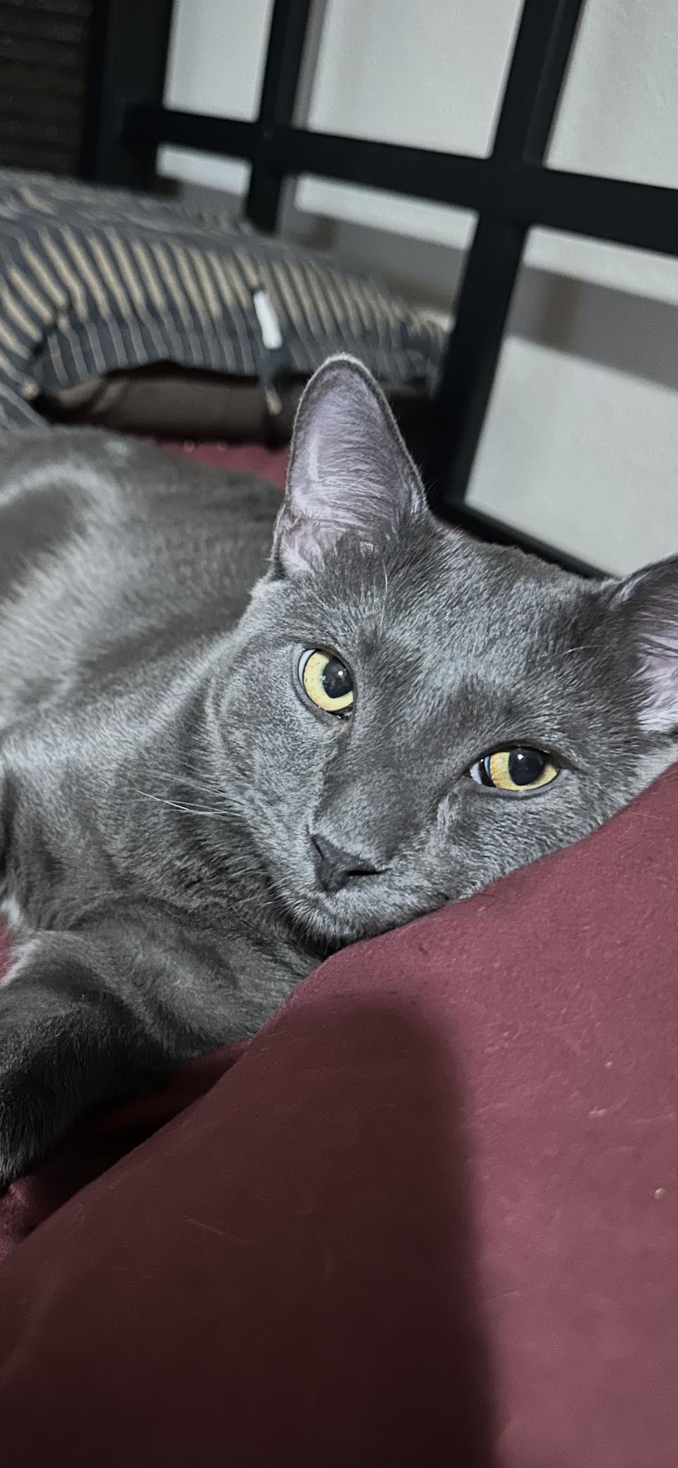Ivan, a Adoptable Russian Blue in Scottsdale, AZ image 2/2