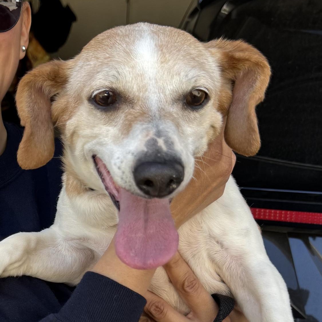 Meet Queenie an 8 year old 28lb ball of joy Queenie is a funny loyal and very playful pup who