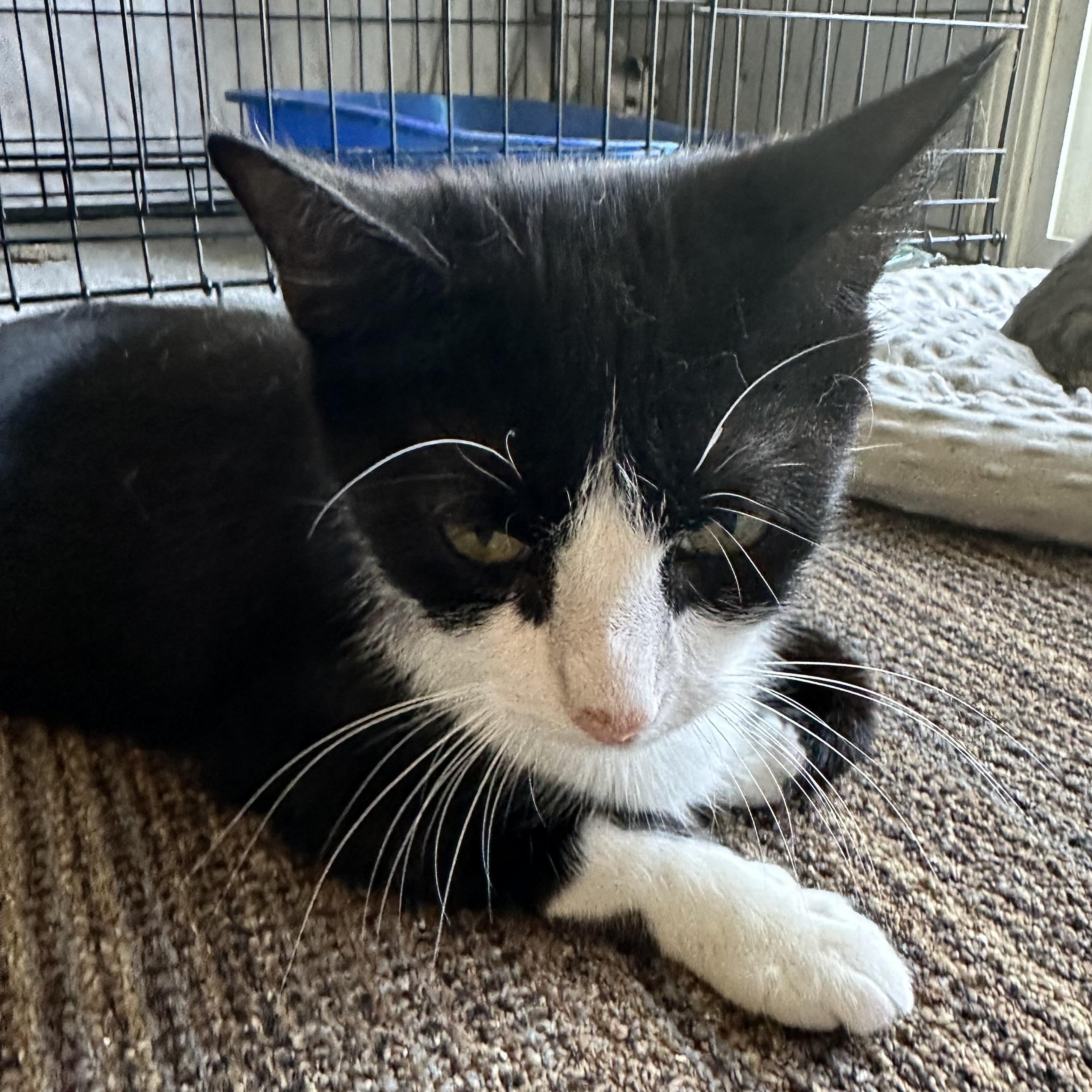 Minnie, a Adoptable Domestic Short Hair in Kirklin, IN image 4/4