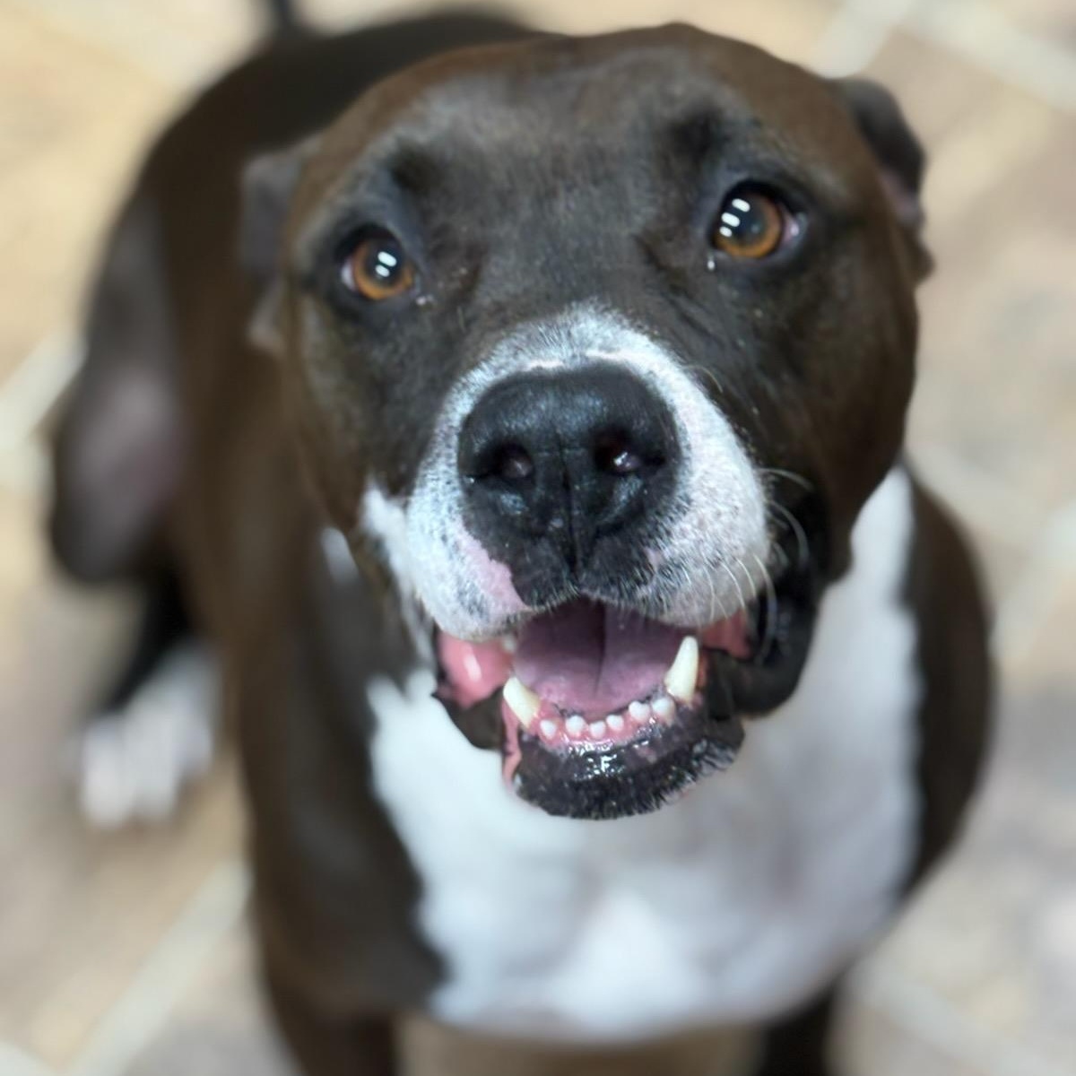 Punchy, Adoptable, Adult Male American Staffordshire Terrier.