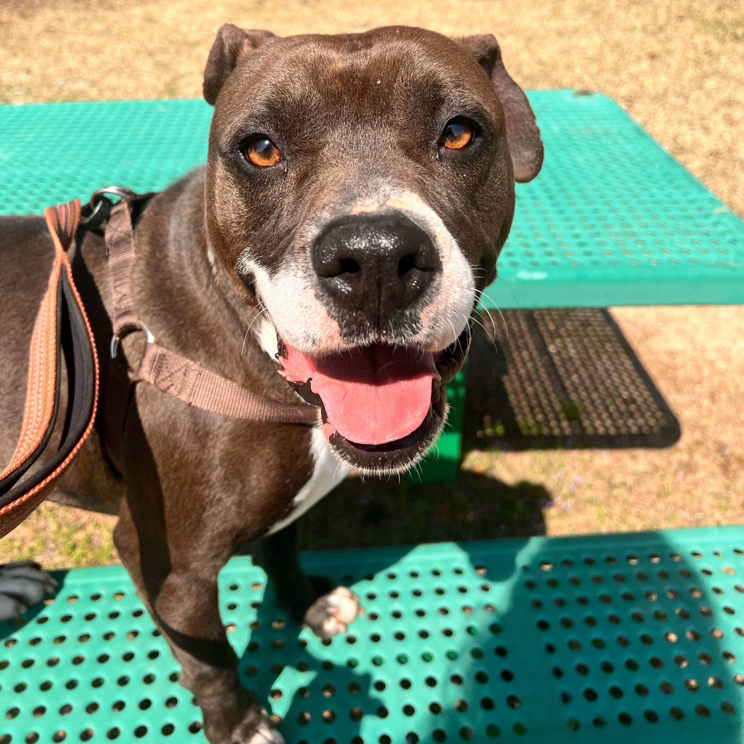 Enlarge Punchy, a Adoptable American Staffordshire Terrier in Dawsonville, GA image 6/6