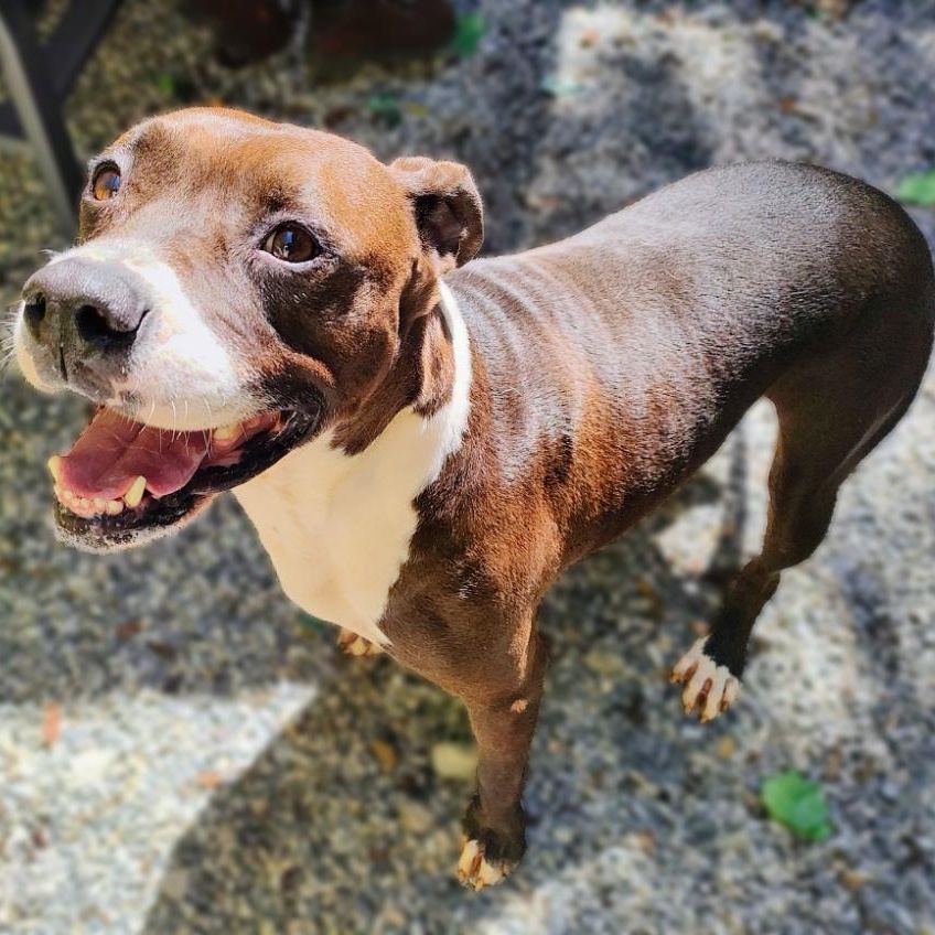 Enlarge Punchy, a Adoptable American Staffordshire Terrier in Dawsonville, GA image 4/6