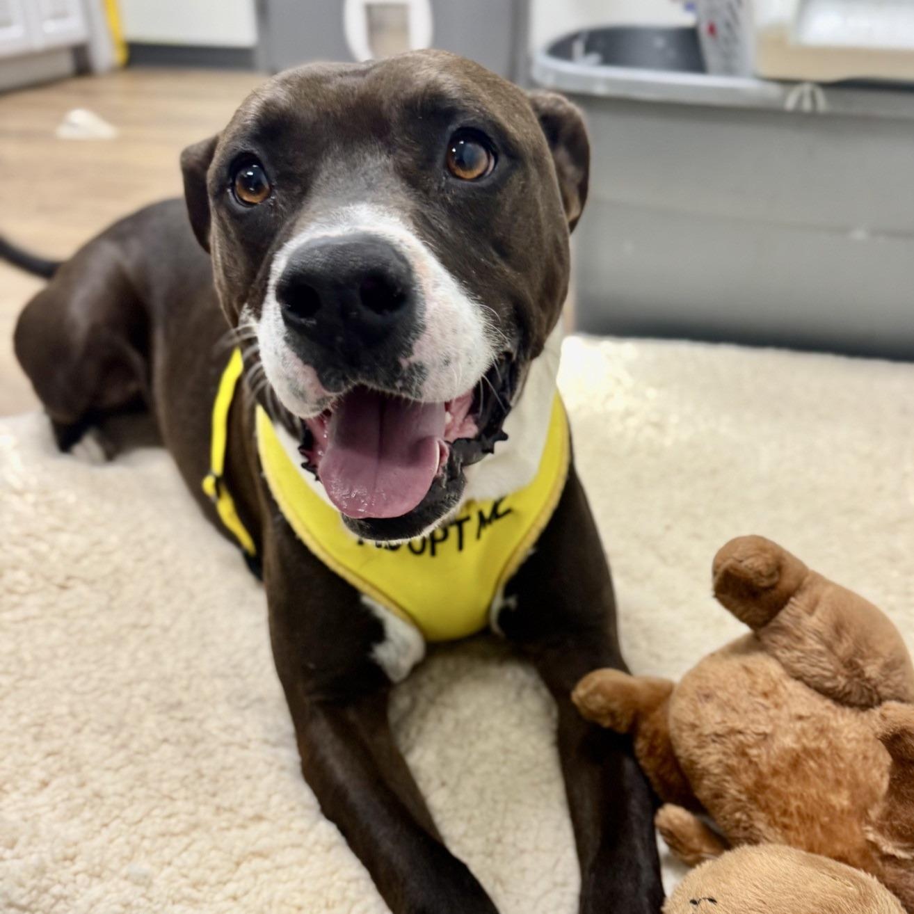 Enlarge Punchy, a Adoptable American Staffordshire Terrier in Dawsonville, GA image 2/6