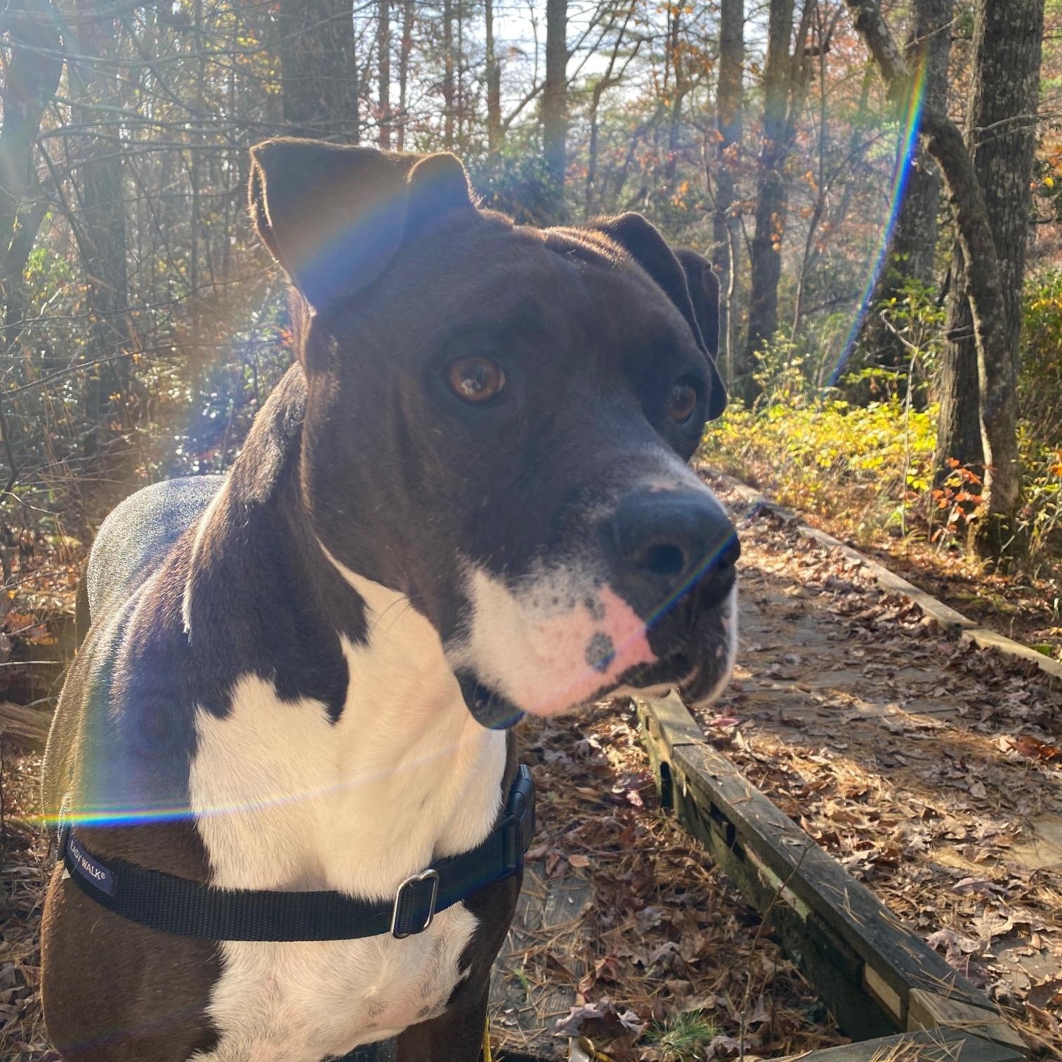 Enlarge Punchy, a Adoptable American Staffordshire Terrier in Dawsonville, GA image 3/6