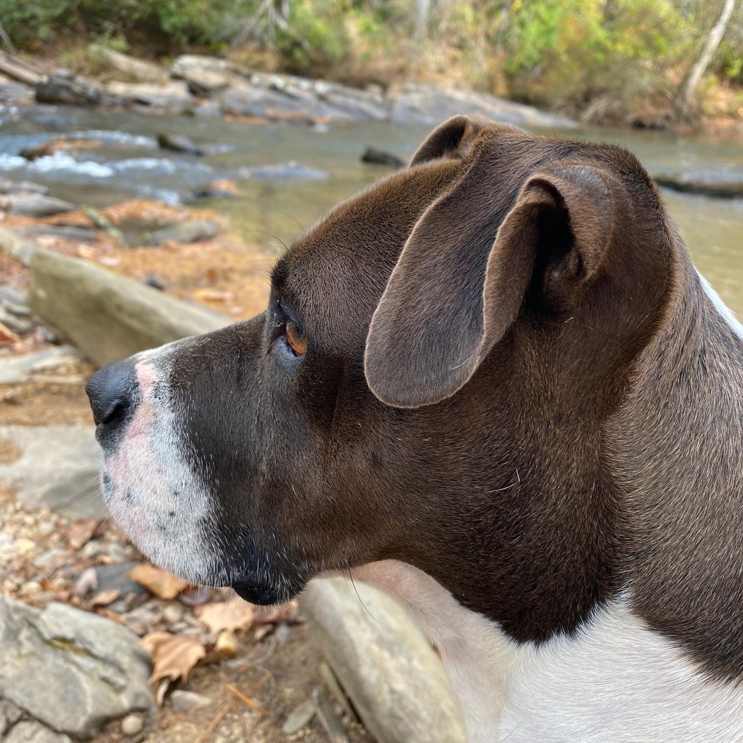 Punchy, an adoptable American Staffordshire Terrier in Dawsonville, GA, 30534 | Photo Image 3