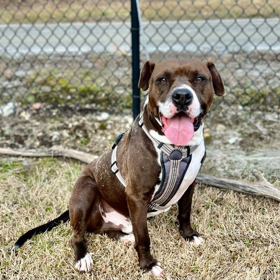 Enlarge Punchy, a Adoptable American Staffordshire Terrier in Dawsonville, GA image 5/6