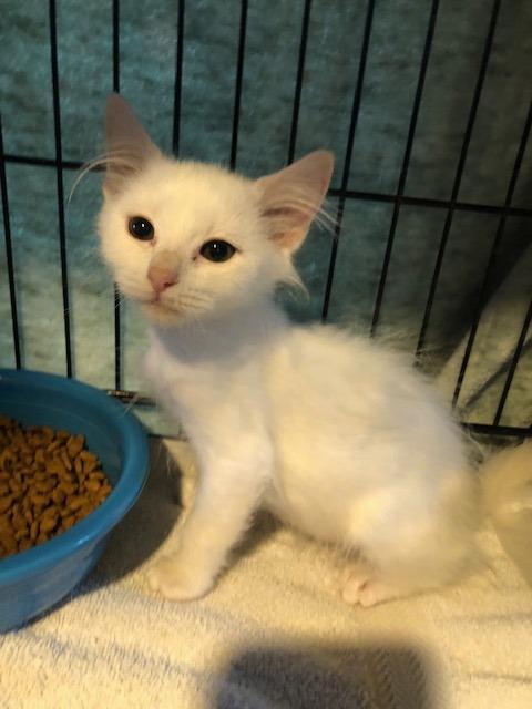 Colomba 2 (previously Glam Rock) Bonded with Fiordaliso — thumbnail 2