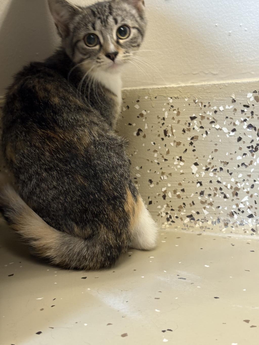 Jalepeno, an adoptable Tabby, Calico in Little Falls, MN, 56345 | Photo Image 1