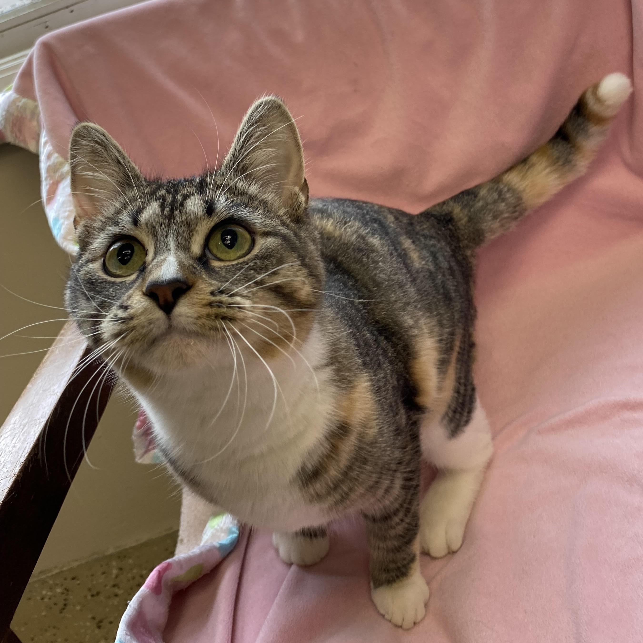 Jalepeno, an adoptable Tabby, Calico in Little Falls, MN, 56345 | Photo Image 1